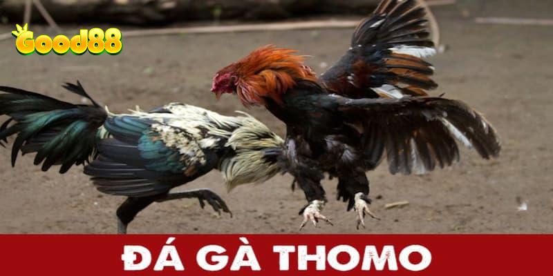 đá gà Thomo