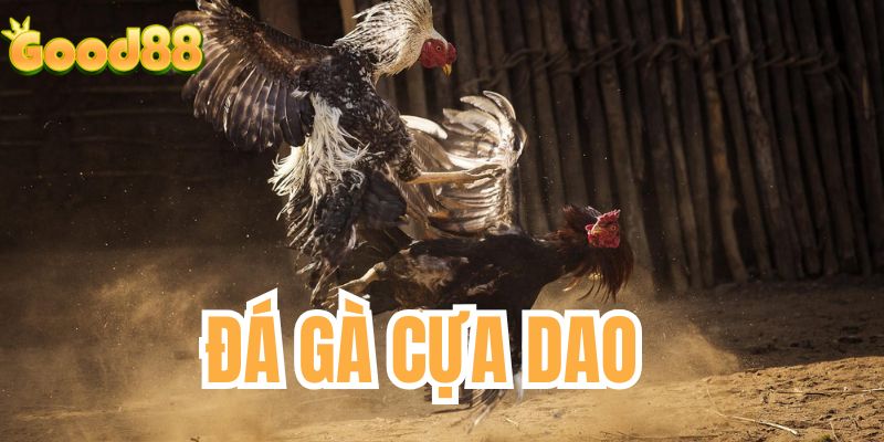 đá gà cựa dao