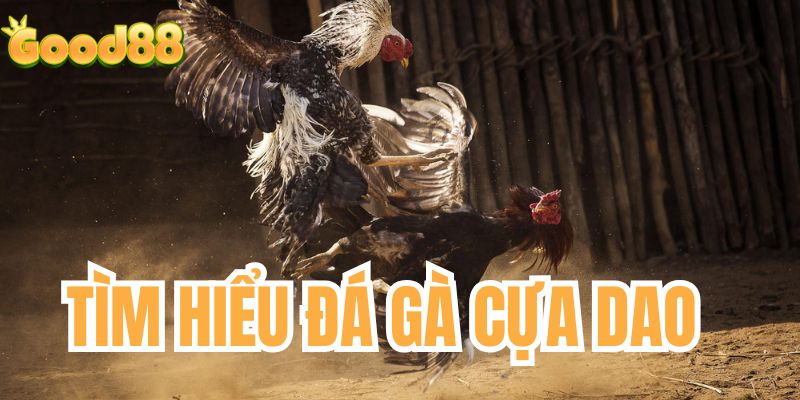 Tìm hiểu về đá gà cựa dao