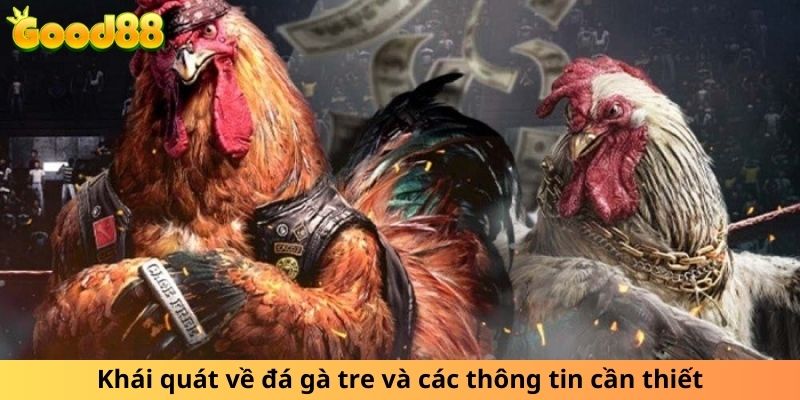 Khái quát về đá gà tre và các thông tin cần thiết